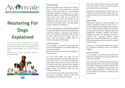 Neutering For Dogs Explained