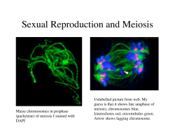 Sexual Reproduction and Meiosis