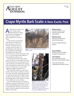 Crape Myrtle Bark Scale:A New Exotic Pest