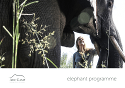 elephant programme