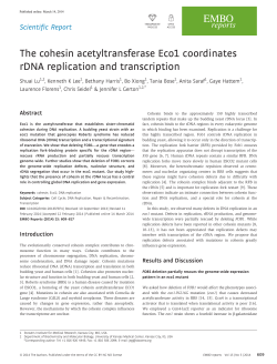 The cohesin acetyltransferase Eco1 coordinates rDNA replication