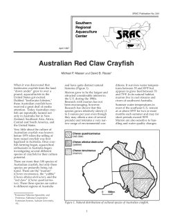 Australian Red Claw Crayfish