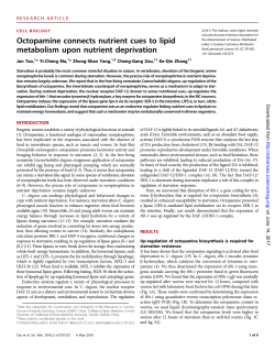 Octopamine connects nutrient cues to lipid metabolism upon nutrient