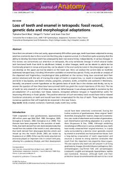 Loss of teeth and enamel in tetrapods: fossil record