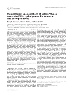 Morphological specializations of baleen whales