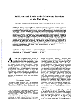 Kallikrein and Renin in the Membrane Fractions of the Rat Kidney