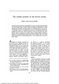 The Soluble Proteins of the Bovine Cornea