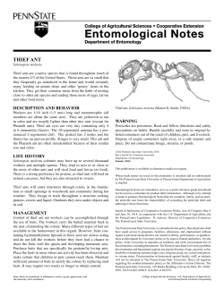 thief ant - Department of Entomology