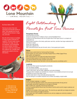 Eight Outstanding Parrots for First Time Owners