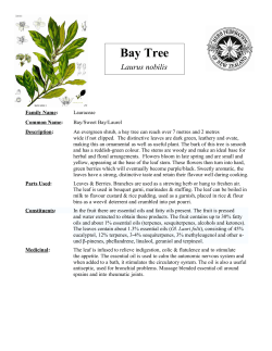 Bay Tree - Herb Federation of New Zealand