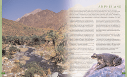 AMPHIBIANS - UAE Interact