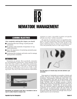 nematode management