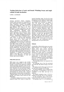 Nesting behaviour of male and female Whistling Swans and impli