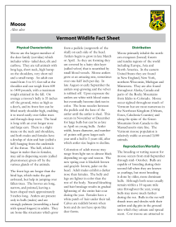 Moose Vermont Wildlife Fact Sheet