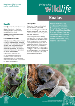 Koalas - MoodleMoot 2016