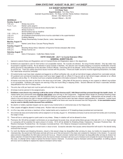 4-H Sheep - Iowa State Fair