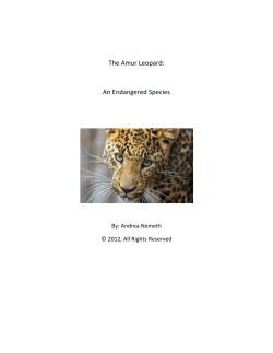 The Amur Leopard: An Endangered Species