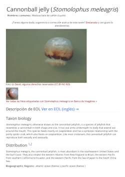 Cannonball jelly (Stomolophus meleagris)