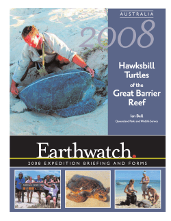 Hawksbill Turtles Great Barrier Reef