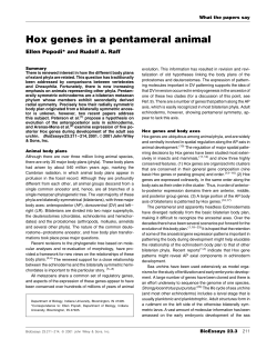 Hox genes in a pentameral animal