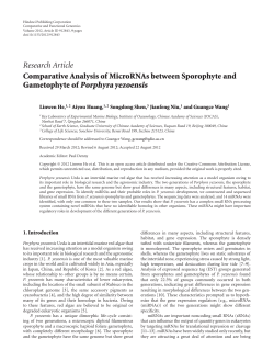 Gametophyte of Porphyra yezoensis