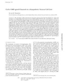 Cyclic GMP&ndash;gated Channels in a Sympathetic Neuron Cell Line