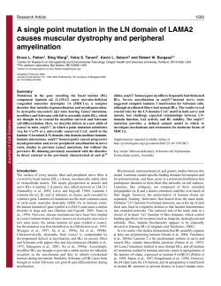 A single point mutation in the LN domain of LAMA2 causes muscular