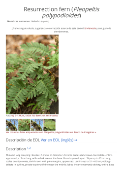 Resurrection fern (Pleopeltis polypodioides)