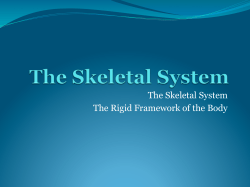 The Skeletal System The Rigid Framework of the Body