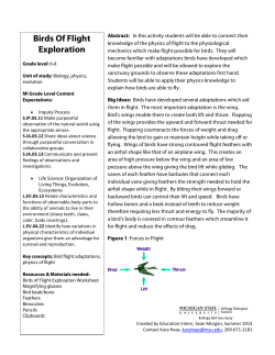 Birds Of Flight Exploration