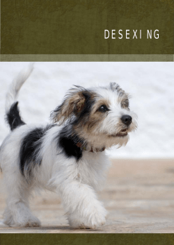 Desexing - Wilston Vet