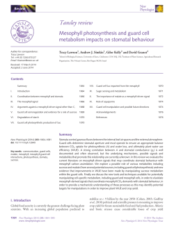 Mesophyll photosynthesis and guard cell metabolism impacts on