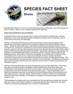 Stegostoma fasciatum