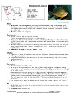 Pumpkinseed Sunfish - Rosamond Gifford Zoo