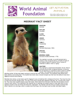 meerkat fact sheet - World Animal Foundation