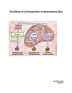 The Effects of Cell Respiration on Bromothymol Blue