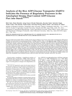 Analysis of the Rice ADP-Glucose Transporter