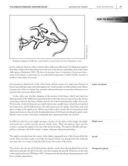 how the breast works