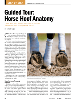 Guided Tour: horse hoof Anatomy