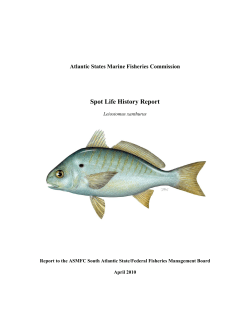 Spot Life History Report - Atlantic States Marine Fisheries Commission