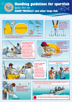 GIANT TREVALLY and other large fish