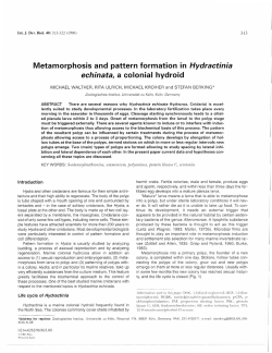 Metamorphosis and pattern formation in Hydractinia echinata, a