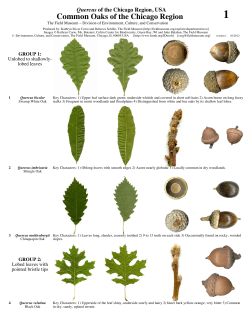Common Oaks of the Chicago Region - Field Guides