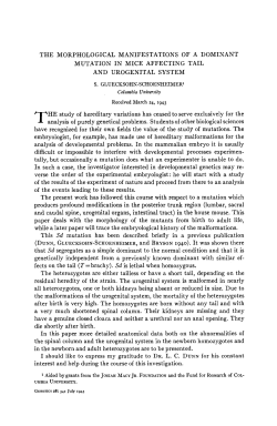 THE MORPHOLOGICAL MANIFESTATIONS OF A