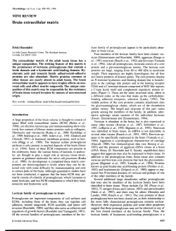 Brain extracellular matrix