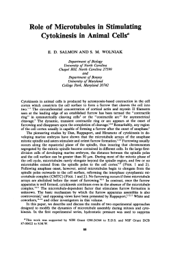 Role of Microtubules in Stimulating Cytokinesis in Animal Cells&rdquo;