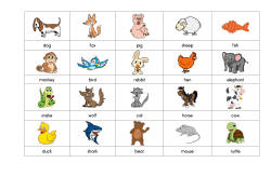 dog fox pig sheep fish monkey bird rabbit hen elephant snake wolf