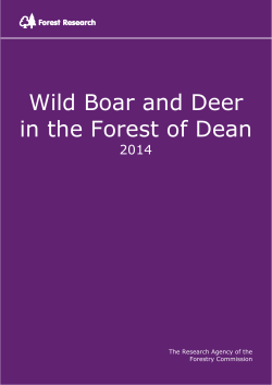 Wild Boar and Deer in the Forest of Dean