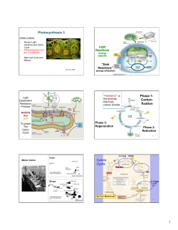 Photosynthesis 3 Phase 1: Carbon fixation Calvin Cycle
