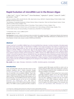 Rapid Evolution of microRNA Loci in the Brown Algae